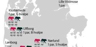 Sikring af Boligsikkerhed i Ulveland: Venstre Politiker i Jylland sikring-af-boligsikkerhed-i-ulveland-venstre-politiker-i-jylland